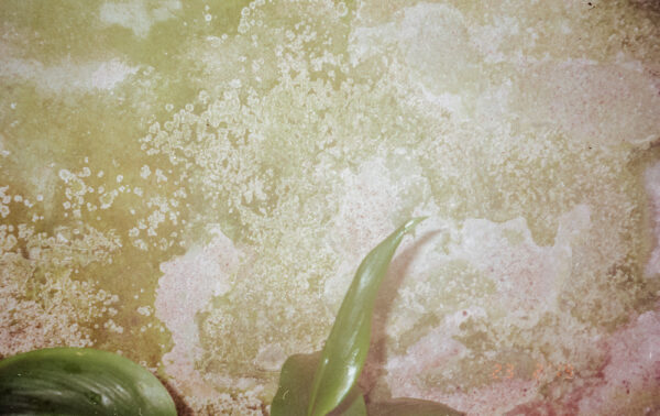 Analogt taget foto föreställande växtblad mot en mossig sten